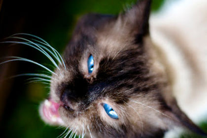 pufarina1 - pisicute cu ochi albastri