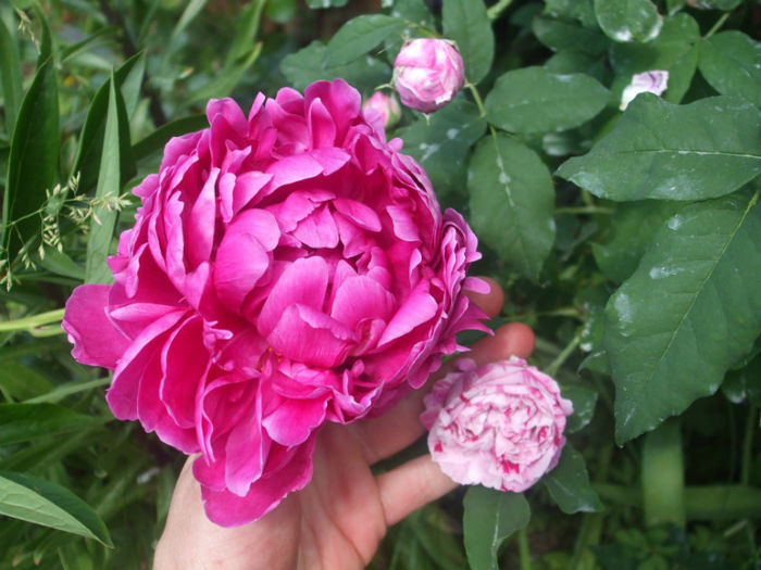DSCF1169