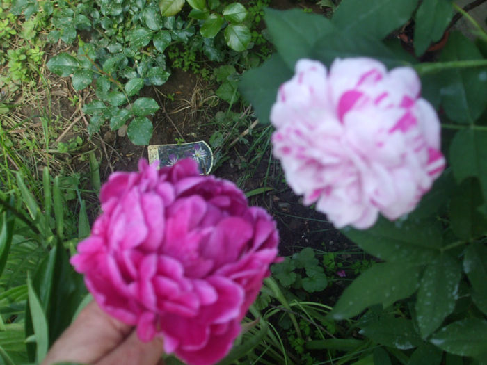 DSCF1170