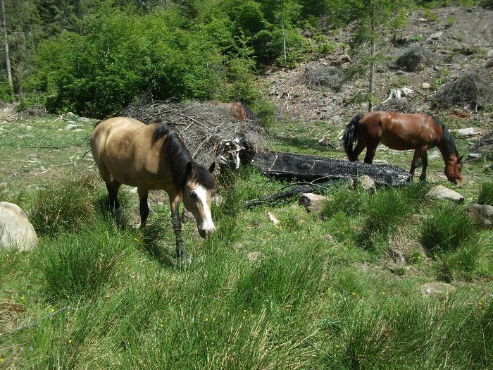 Csorg - la noi acasa Varsag