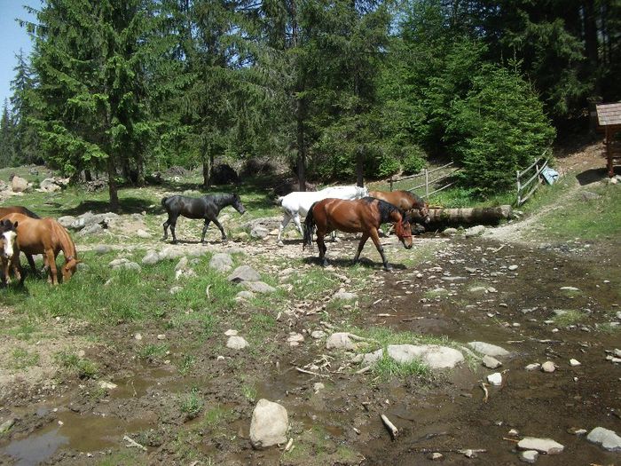 Csorg - la noi acasa Varsag