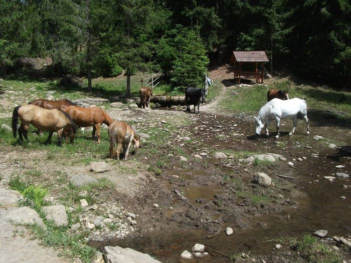 Csorg - la noi acasa Varsag