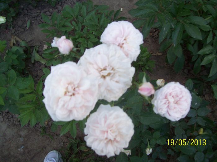 Souvenir de la Malmaison