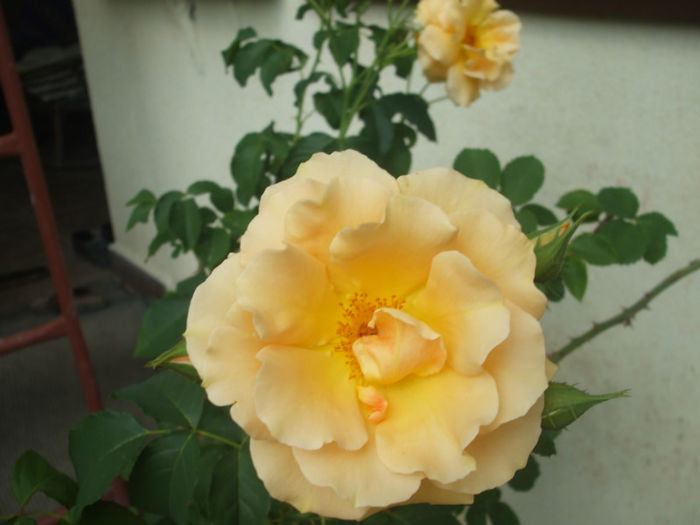 Goldener Olymp