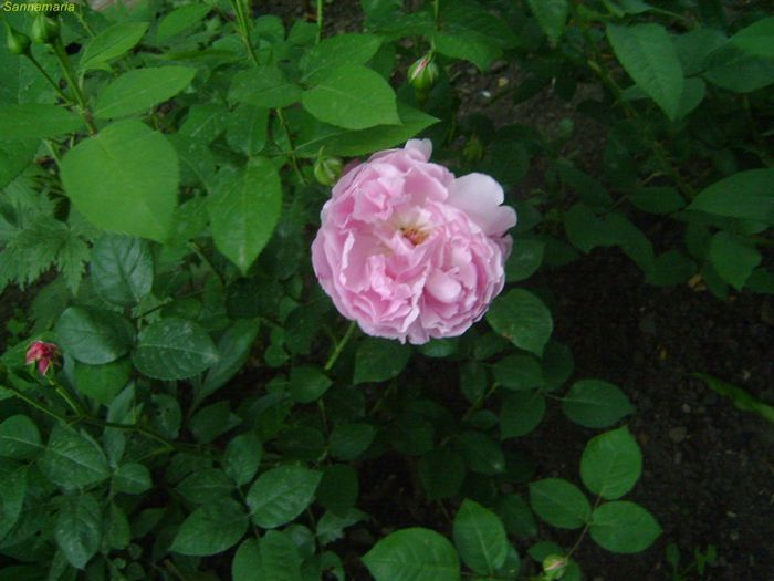 Mary rose - trandafiri 2013