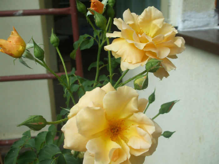 Goldener Olymp