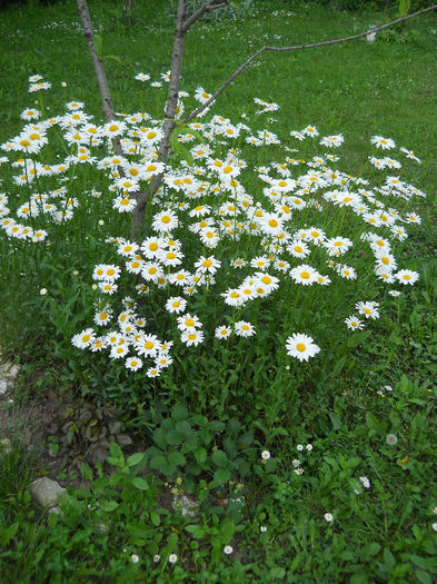 Margarete