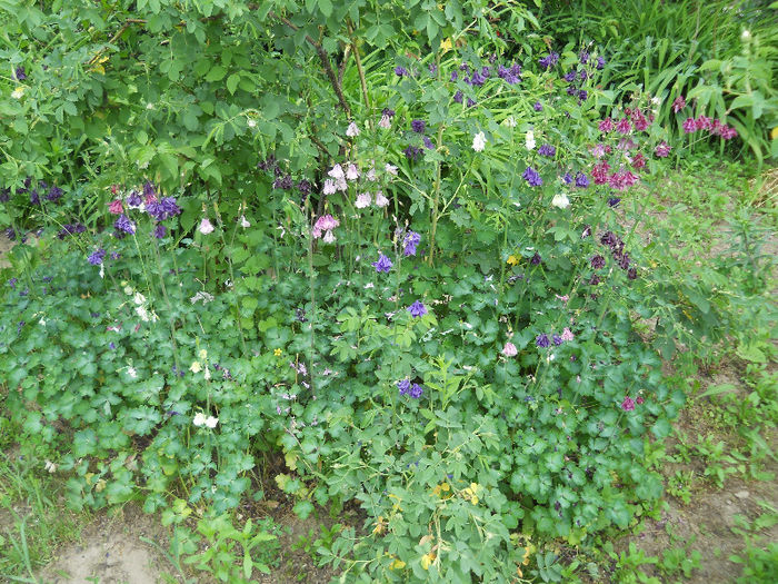 Aquilegia