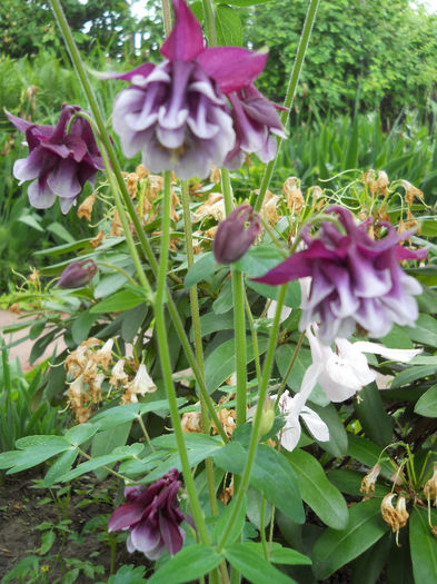 Aquilegia