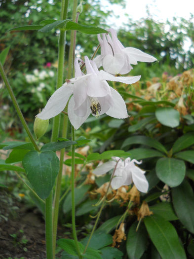 Aquilegia