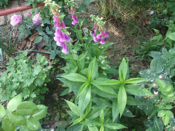 DSCF1244