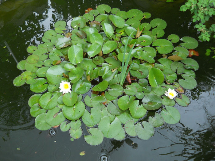 Primele flori 2013