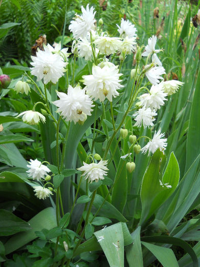Aquilegia alba