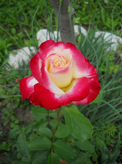 DSCN6581
