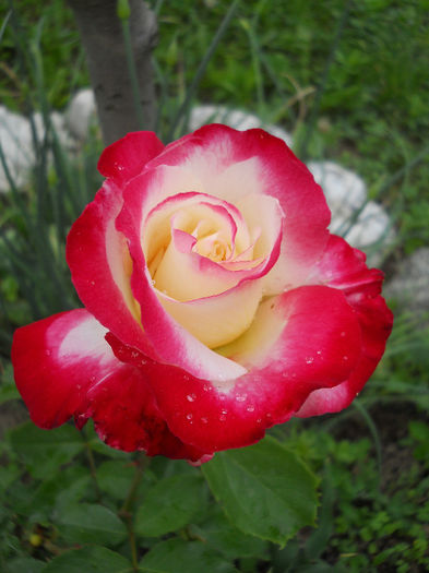 DSCN6612