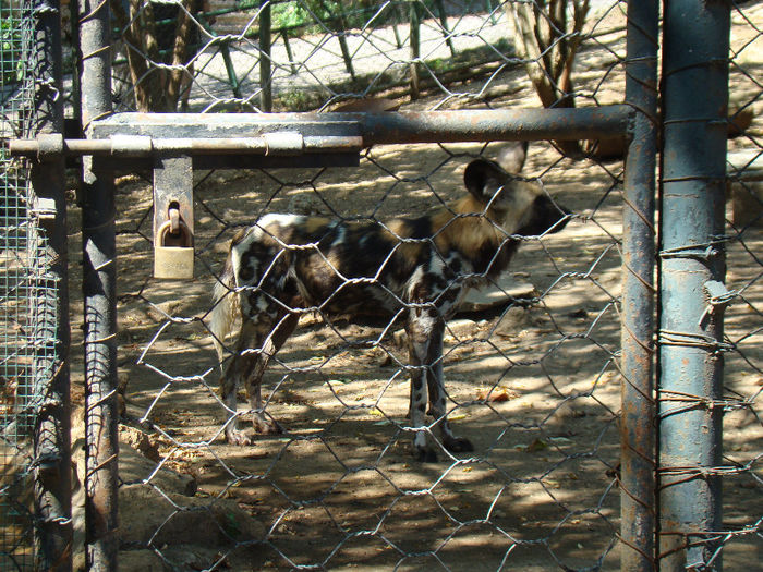 DSC09107 - Animale prin lume