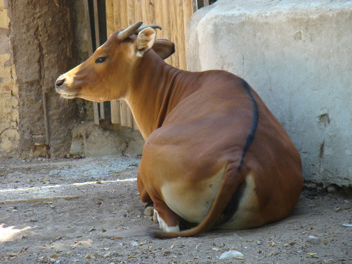 DSC09116 - Animale prin lume
