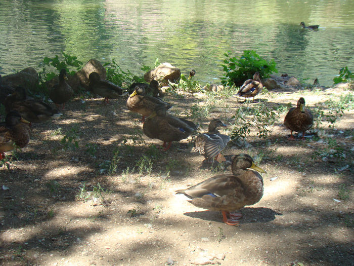 DSC09170