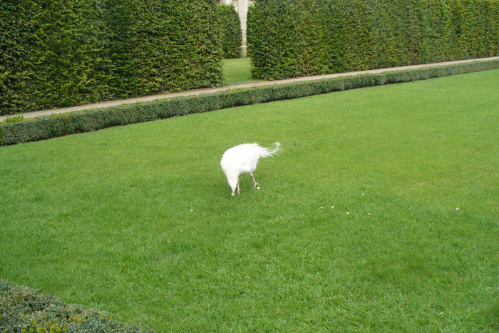 P1030103 - Animale prin lume