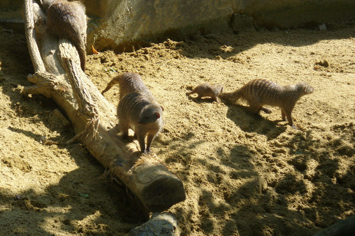 P1030350 - Animale prin lume