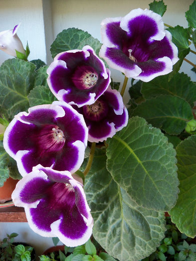 101_8804 - GLOXINIA 2012 SI 2013