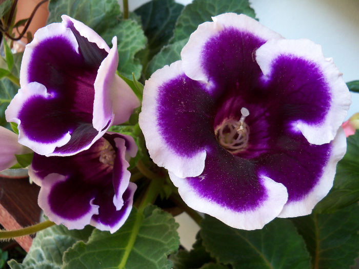 101_8805 - GLOXINIA 2012 SI 2013