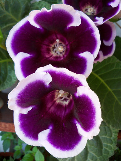 101_8806 - GLOXINIA 2012 SI 2013