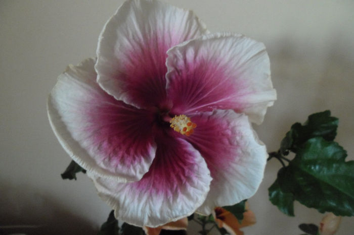 Tahitaian Purple Lady