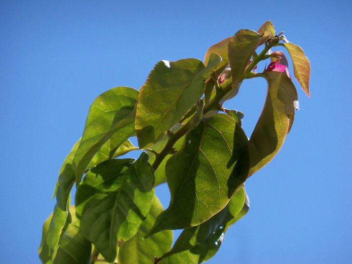 19.05.2013 - BOUGAINVILLEA 2013