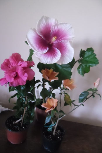 hibiscus grup