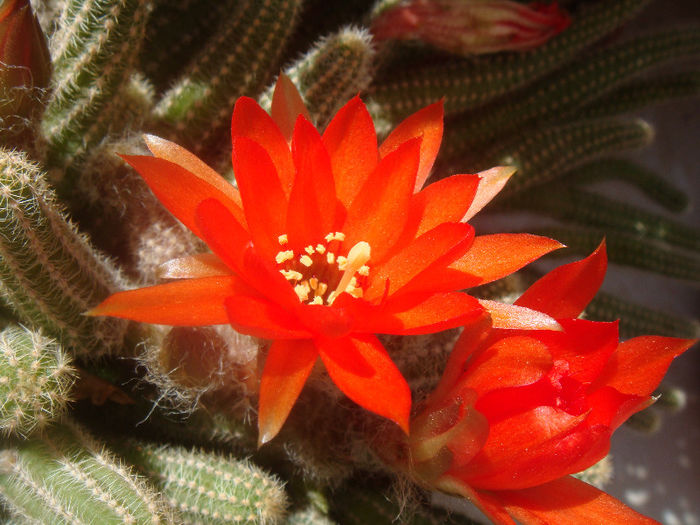 DSC06552 - Cactusi 2013