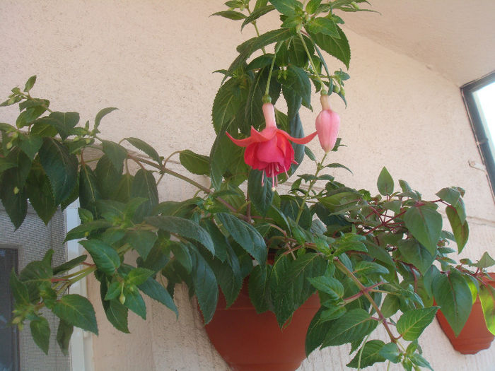 DSC06538 - Fuchsia 2013