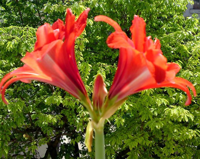  - Hippeastrum Amaryllis