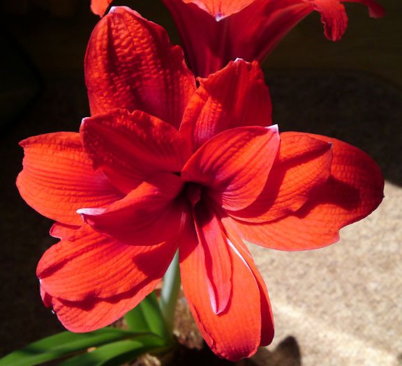 Double Dragon - Hippeastrum Amaryllis