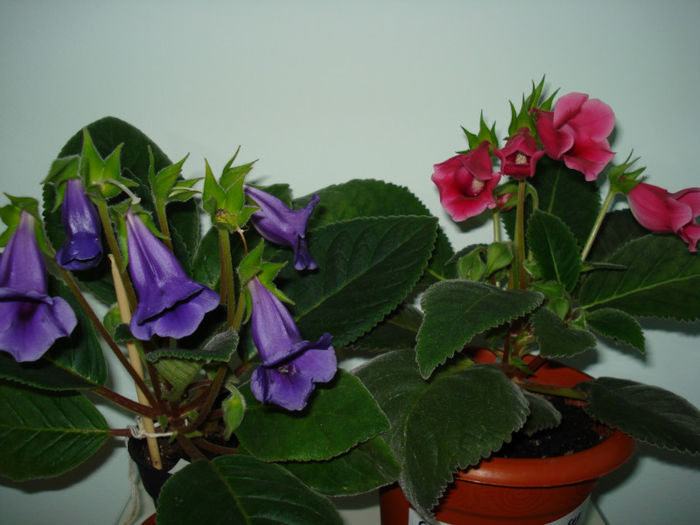 DSC06975 - GLOXINIA  2013