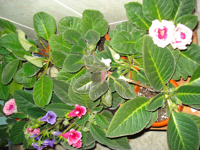 DSC06986 - GLOXINIA  2013