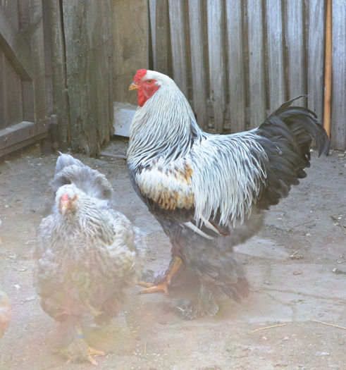 familia - B__Brahma Silver orange