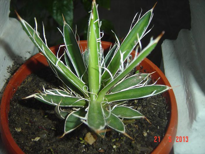 AGAVA