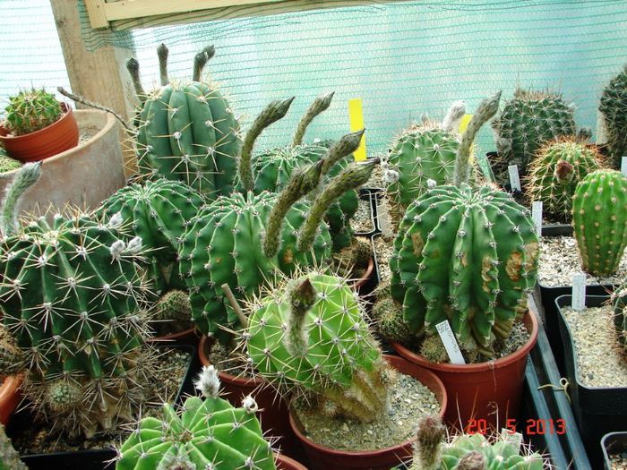 DSC00957