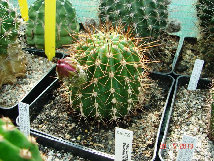 DSC00960