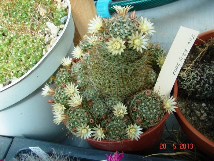 DSC00963