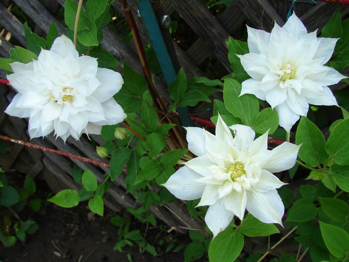 Isago - Clematis
