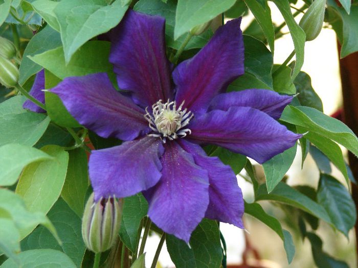 Julka - Clematis