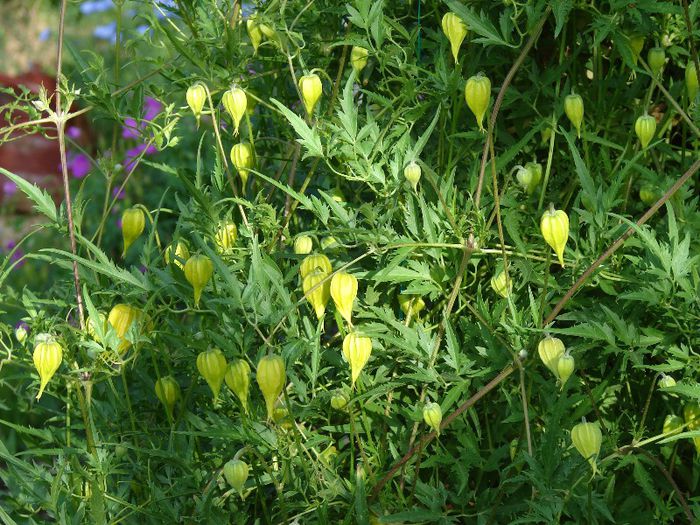 Tangutica - Clematis