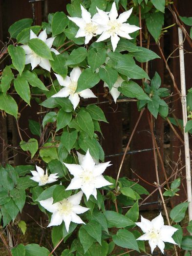 Gladys Picard - Clematis