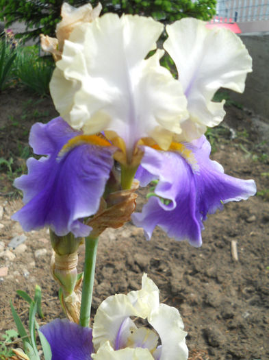 064
