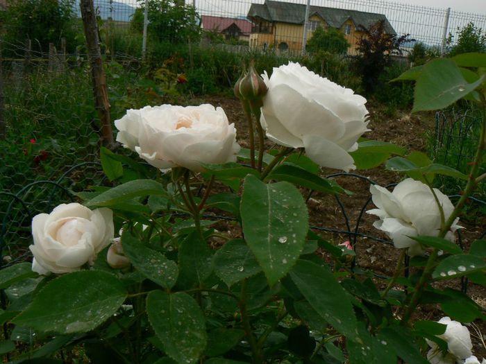 Winchester Cathedral