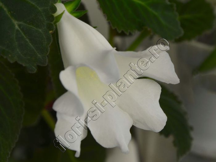 Sinningia Lena s vita - GLOXINIA _ SINNINGIA