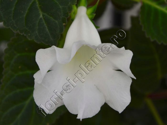 Sinningia Lena s vita - GLOXINIA _ SINNINGIA