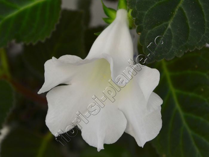 Sinningia Lena s vita - GLOXINIA _ SINNINGIA